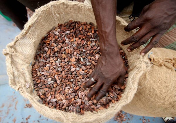 Nigeria Aims to Boost Cocoa Production
